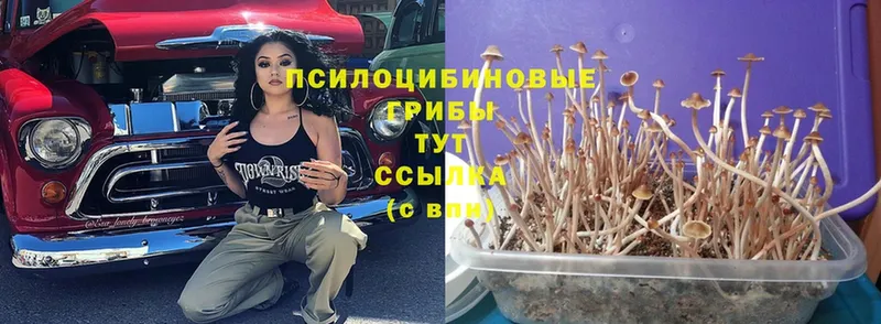 кракен   Данилов  Псилоцибиновые грибы Cubensis 